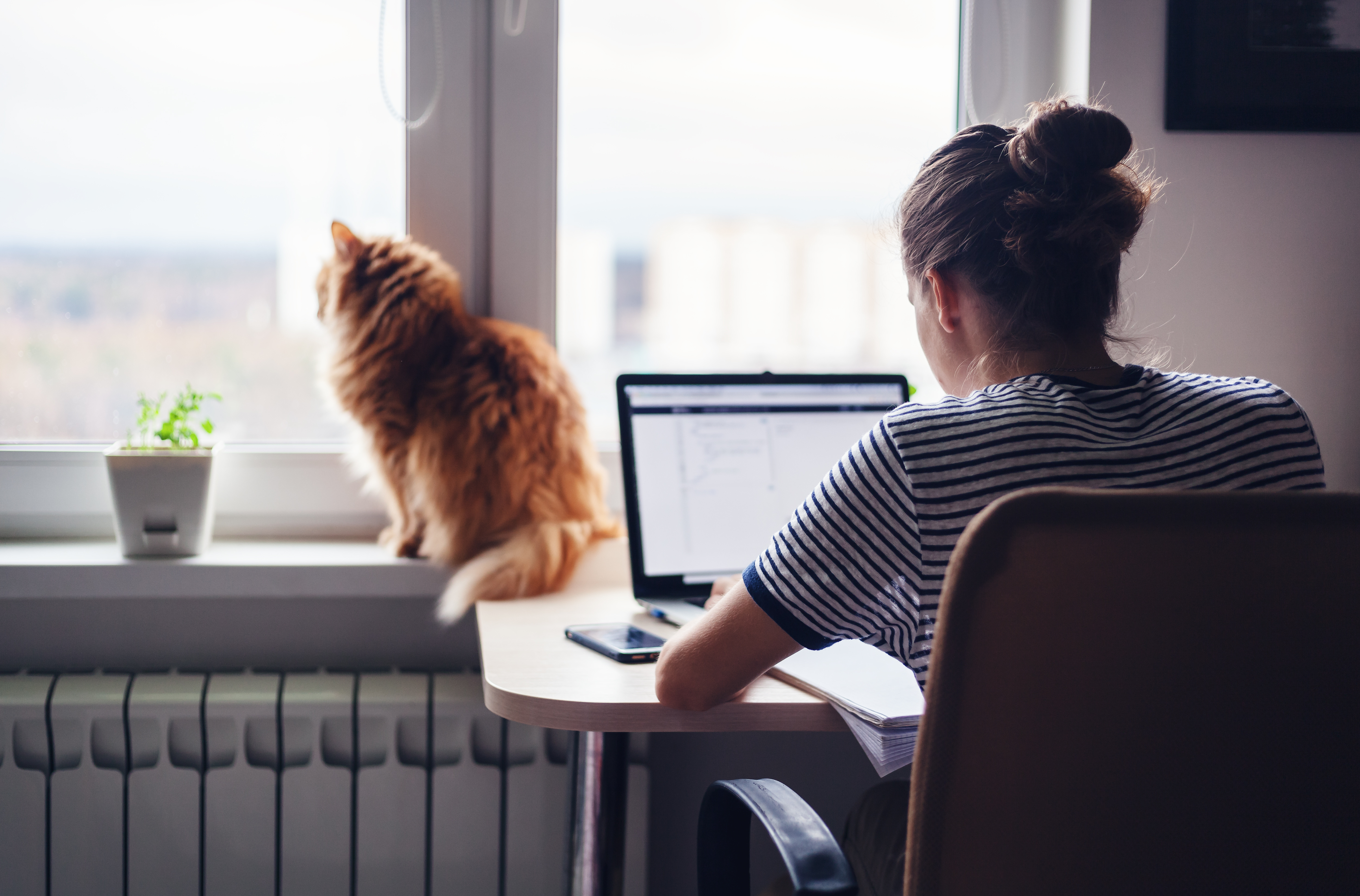 cat owner on laptop next to cat