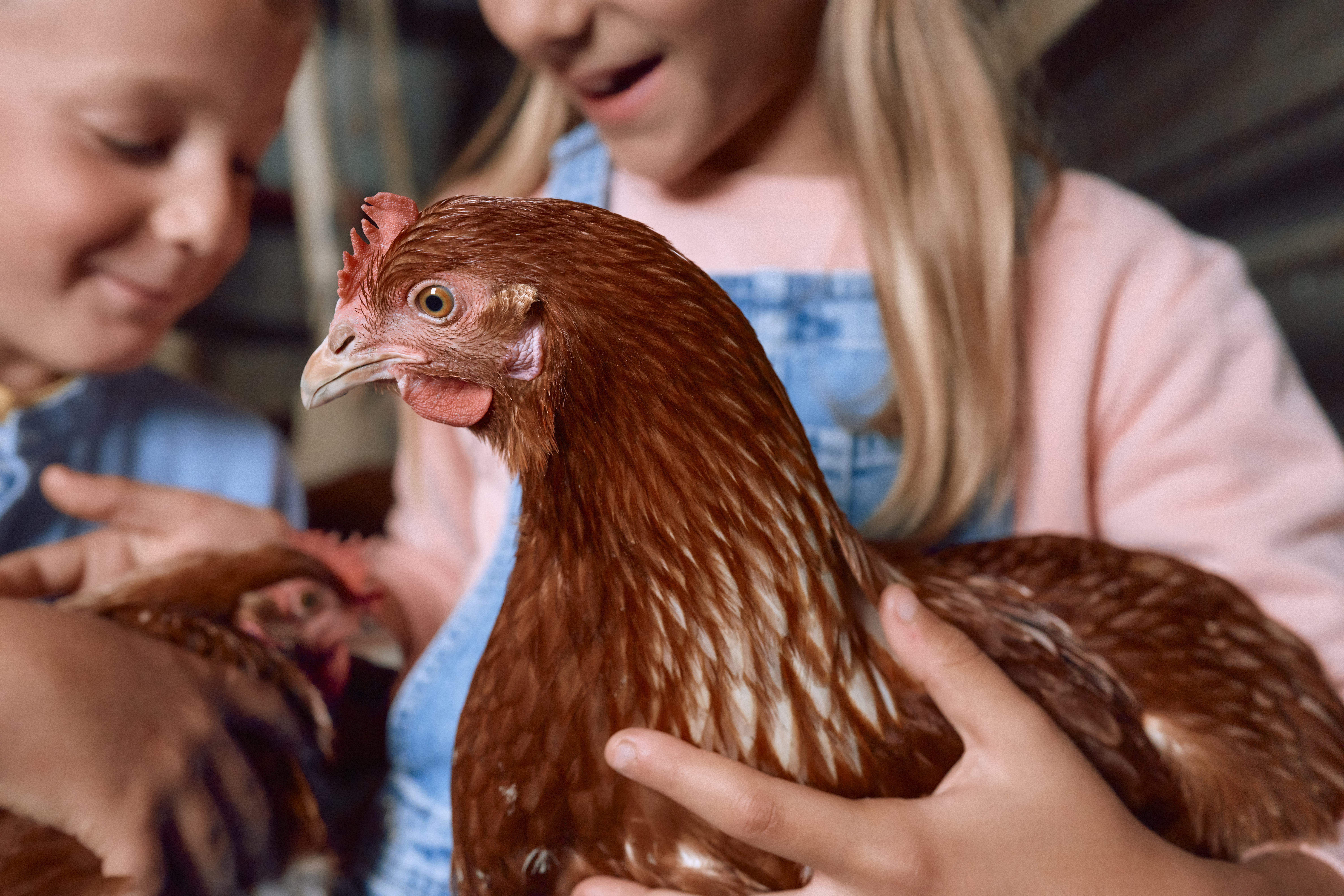 avian-hub-footer-image