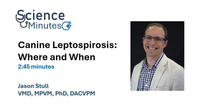 stull lepto thumbnail 1