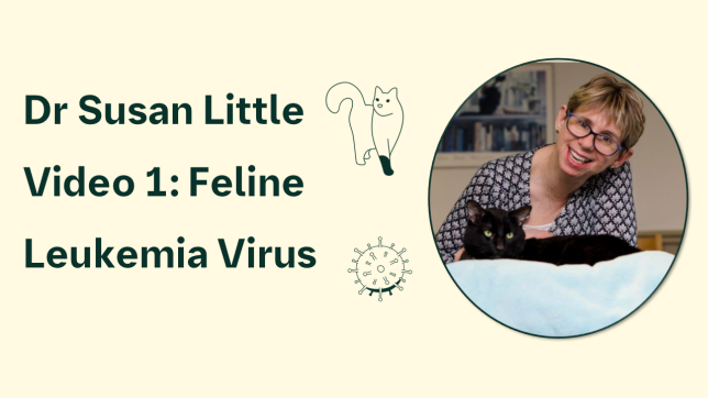 feline leukemia virus video teaser image