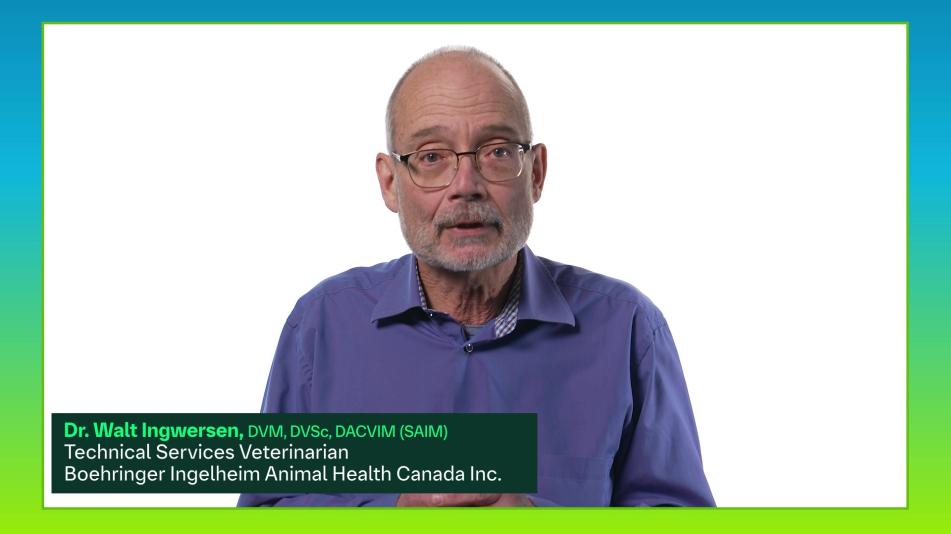 Feline Diabetes Lunch and Learn Thumbnail