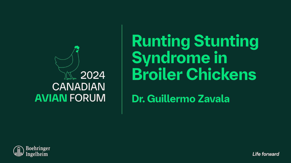 rss in broiler chickens