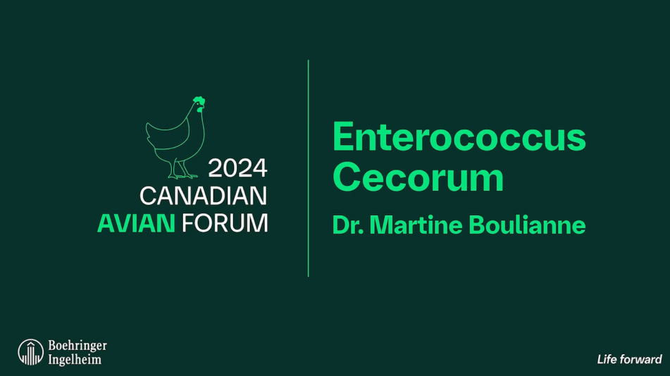 enterococcus cecorum 