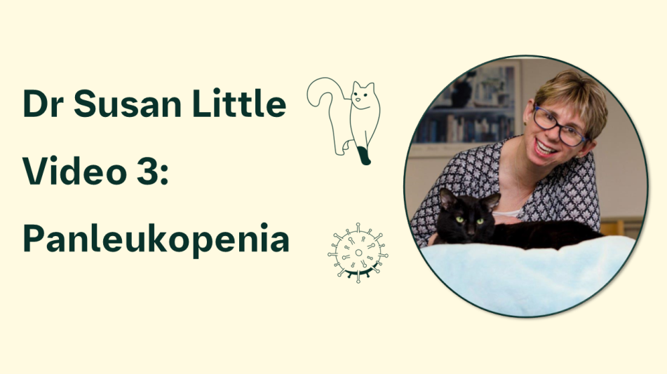 panleukopenia video teaser image