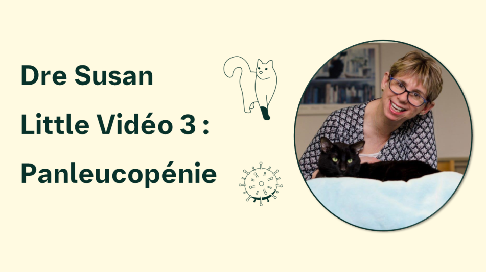 Vidéo sur la panleucopénie.